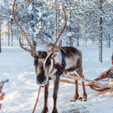 what to pack for Lapland